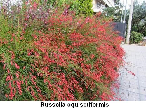 Russelia equisetiformis.jpg